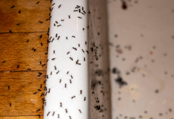 Best Pest Prevention Services  in Raeford, NC